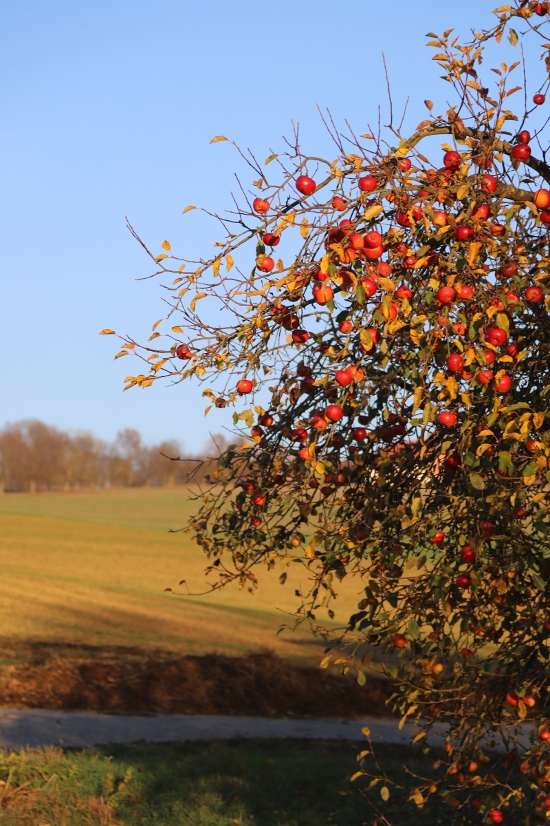 Um Züttlingen herum