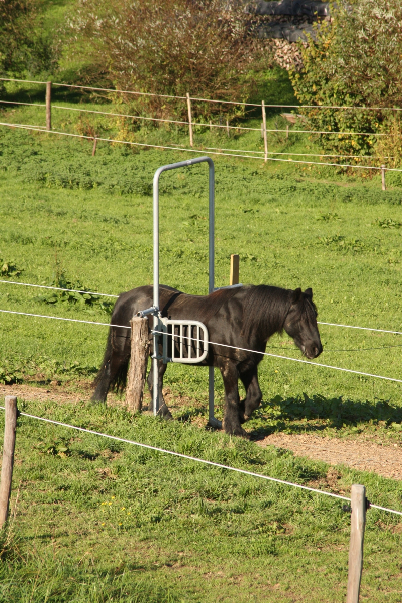 Impressionen aus dem Bewegungsstall