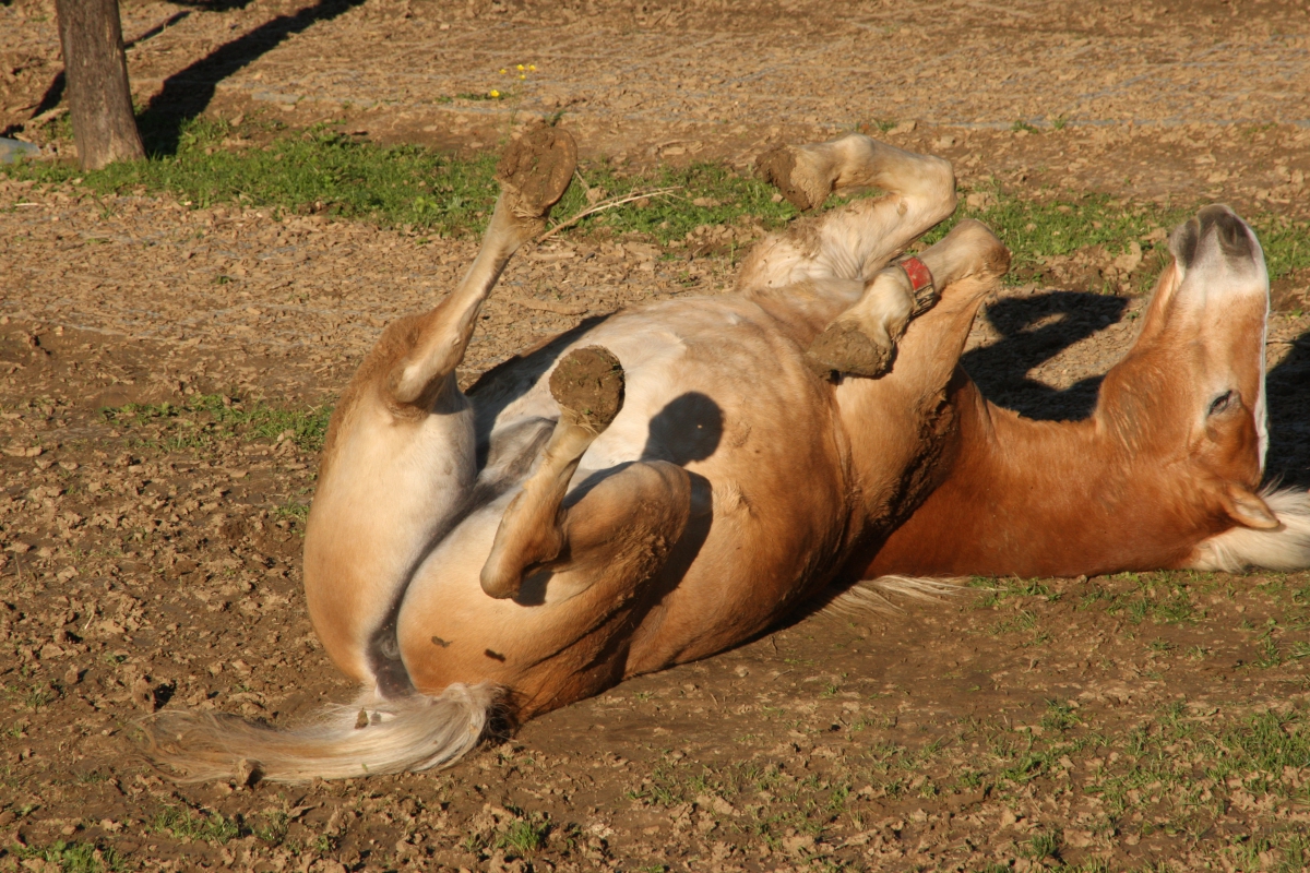 Impressionen aus dem Bewegungsstall