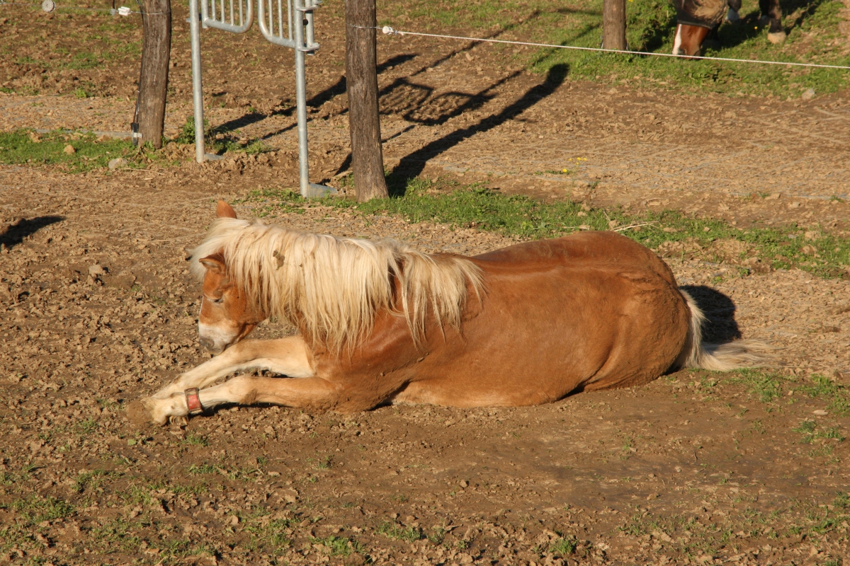 Impressionen aus dem Bewegungsstall