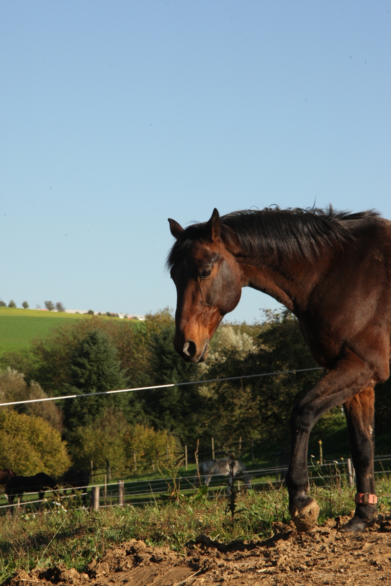 Impressionen aus dem Bewegungsstall