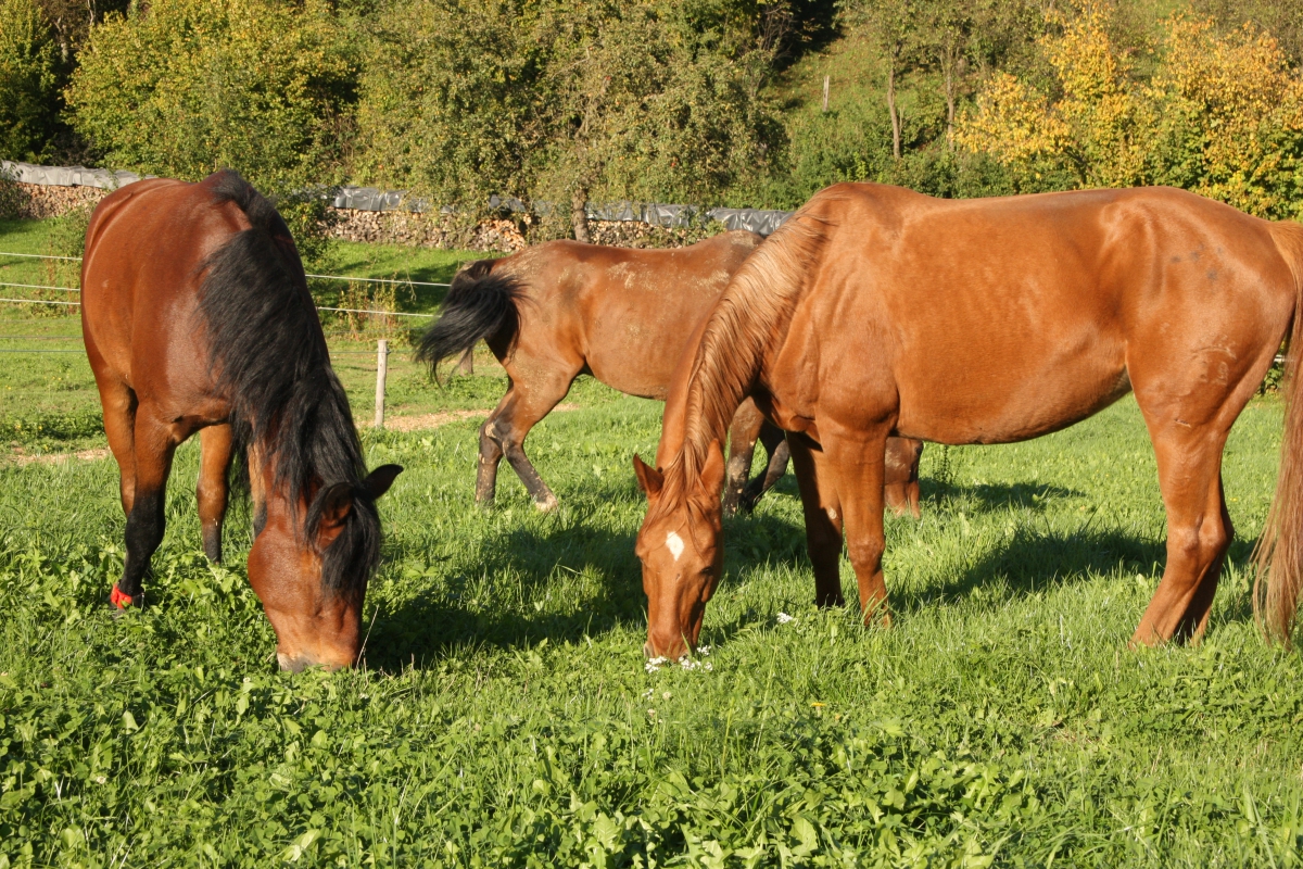 Impressionen aus dem Bewegungsstall