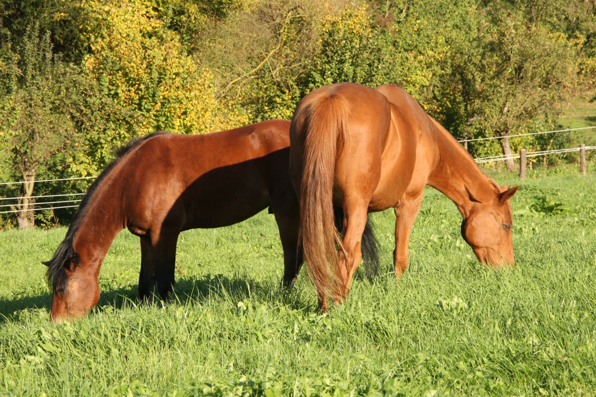 Impressionen aus dem Bewegungsstall