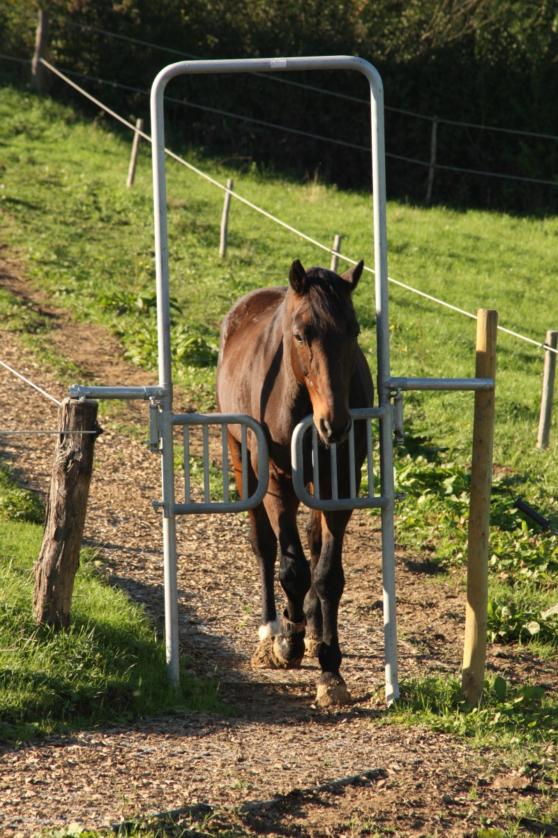 Impressionen aus dem Bewegungsstall