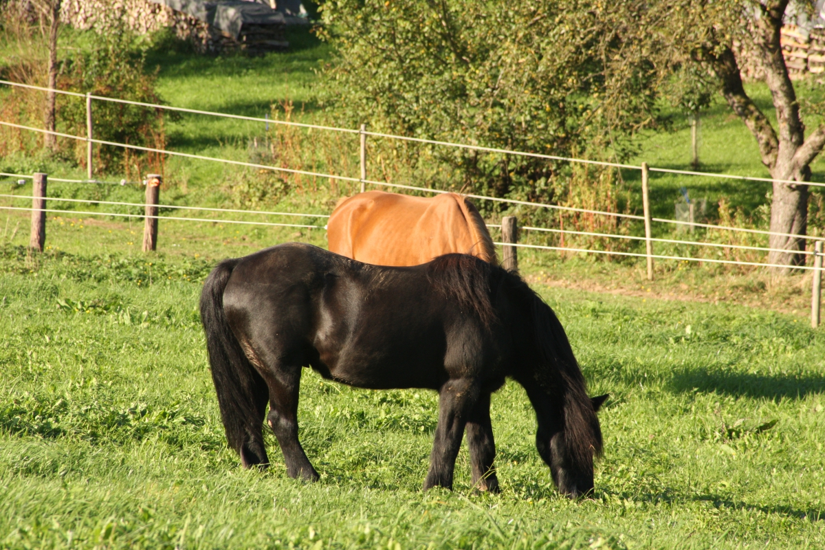 Impressionen aus dem Bewegungsstall